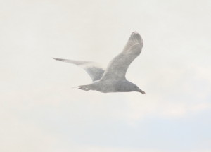 WebFoggySeagull